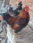Домашни петли, снимка 8