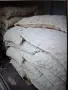 Картофи семе Сорая, клас А и клас Б, снимка 5