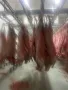 Продавам кланични агнета с тегло 14-20кг. , снимка 4