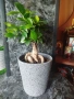 Фикус Женшен , снимка 4