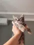 Прекрасно шотландско коте с прави ушички и уникална таби козина , снимка 2