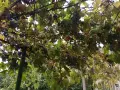Продавам тъмно грозде,подходящо само за червено вино,обирате го цялото по асмите за 30  всичкото., снимка 2
