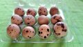 Яйца от пъдпъдъци , снимка 1 - Кокошки и пуйки - 41603126