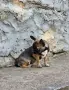 Чихуахуа момче и момиче, снимка 6