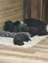 Кане Корсо кученца , снимка 2