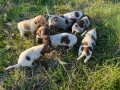 Кученца за трюфели , снимка 5