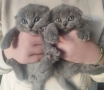 Котенце - шотландско клепоухо , снимка 1