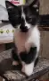 Подарявам котенца, снимка 9