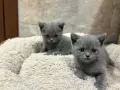 Чистокръвни Британски късокосмести котенца, снимка 2