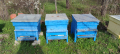 Пчелни семейства 10 бр., снимка 1 - За пчели - 44805335