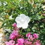 Продава се Руелия, Мексиканска петуния, Ruellia,  Mexican Petunia!!, снимка 2