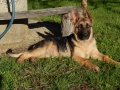 немска овчарка, снимка 2