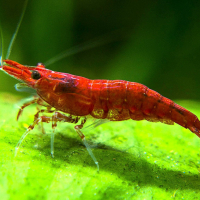 Червена черешова скарида (red cherry shrimp), снимка 1 - Рибки - 36353301