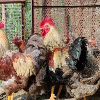 Сребърни и червени катунски пилета, снимка 1 - Кокошки и пуйки - 41455038