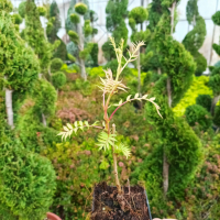 Сорбария, Sorbaria sorbifolia Sem, студоустойчива, снимка 7 - Градински цветя и растения - 44767094