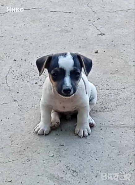 Джак Ръсел териер, снимка 1