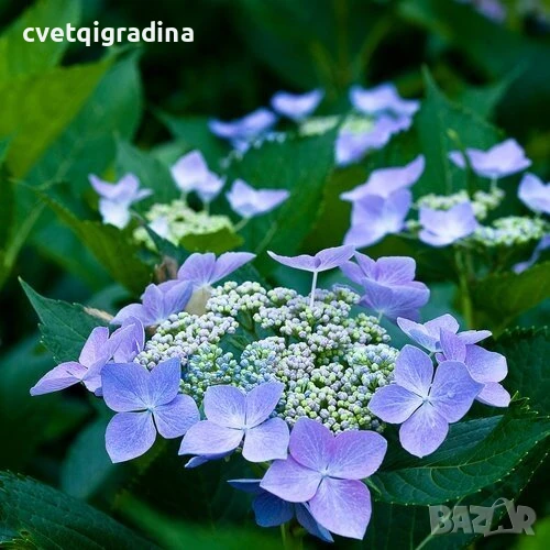 Hydrangea macr. Blue Wave(Хидрангея Синя вълна), снимка 1