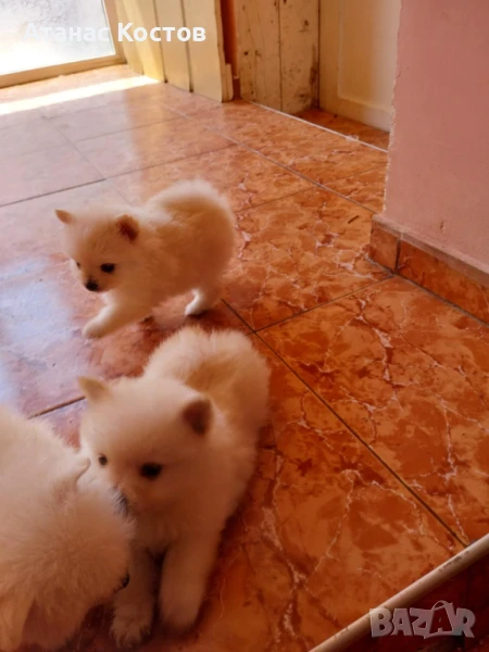 Померан, снимка 1