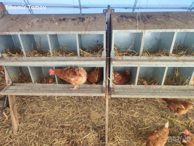 продавам кокошки носачки , снимка 1