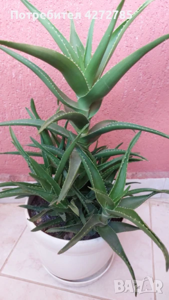 Алое голямо, снимка 1