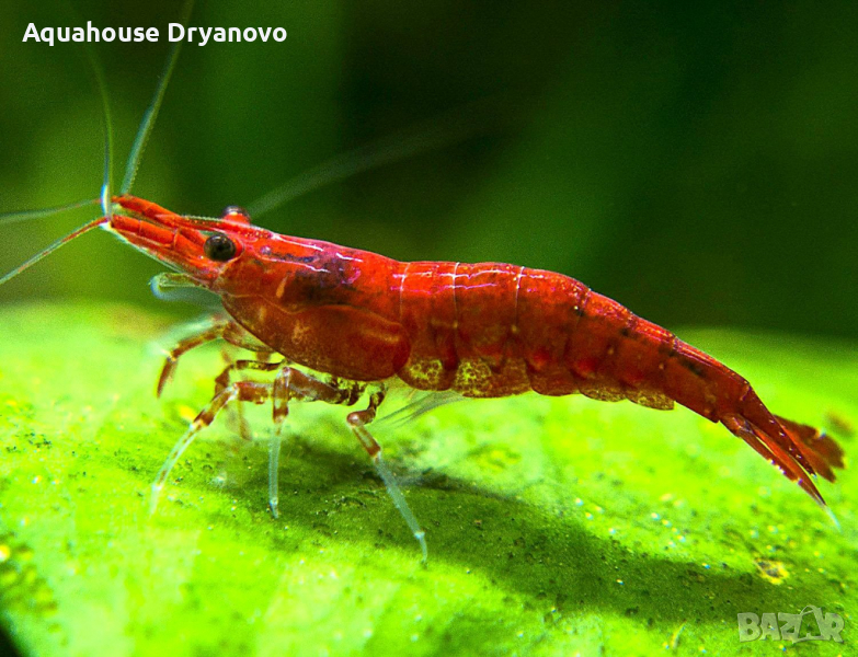 Червена черешова скарида (red cherry shrimp), снимка 1