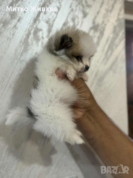 мъжки померан , снимка 1