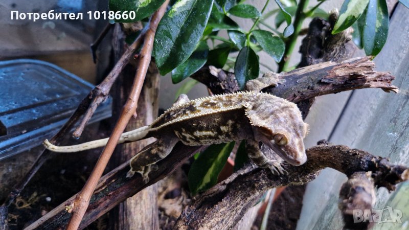 Ресничест бананояден гекон Crested gecko, снимка 1