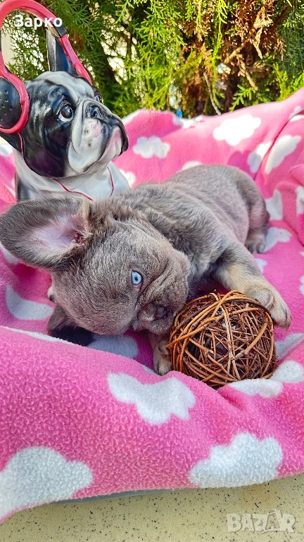 Френски булдог, снимка 1