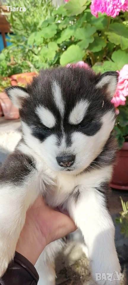 Продавам Кученца Хъски, снимка 1