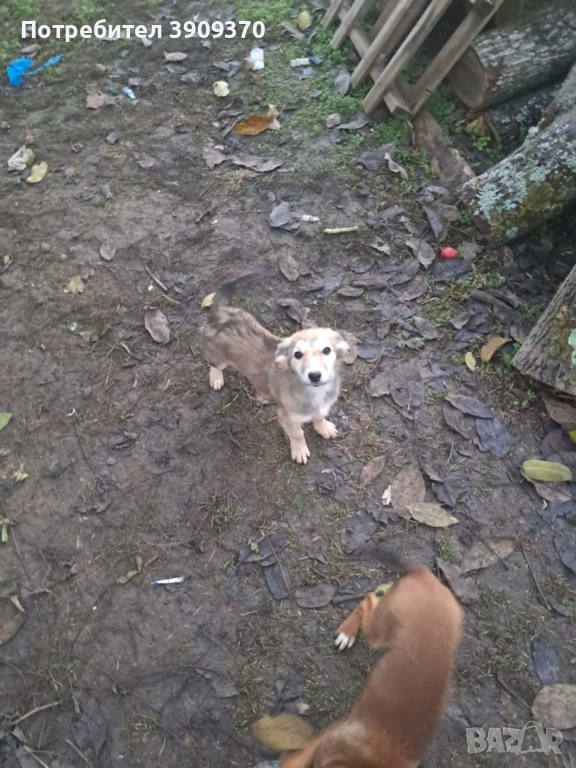 Подаряват се три принцеси, снимка 1