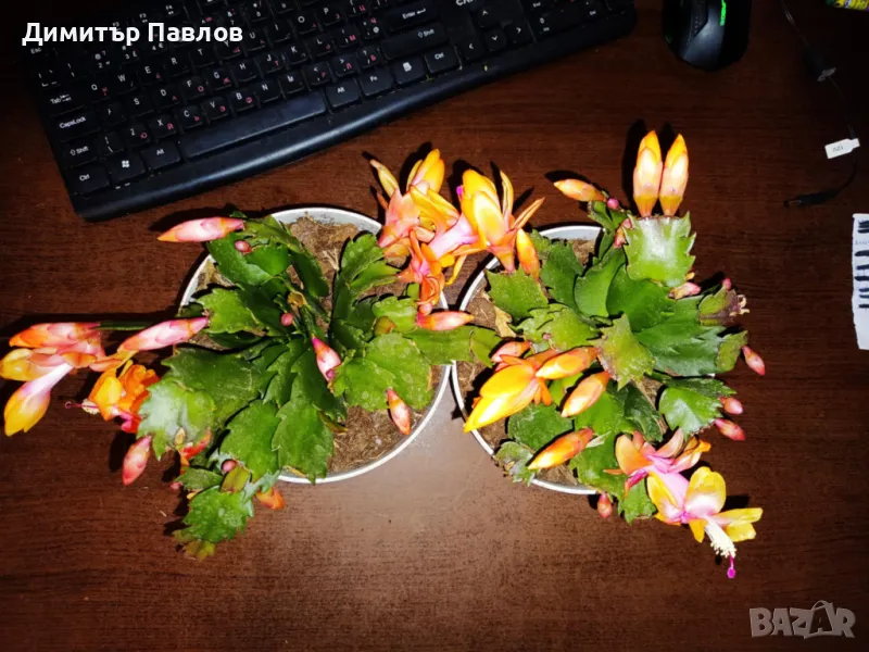 Коледниче/ Шлумбергера ЖЪЛТО,оранжево,бяло,розово,цикламено,червено, снимка 1