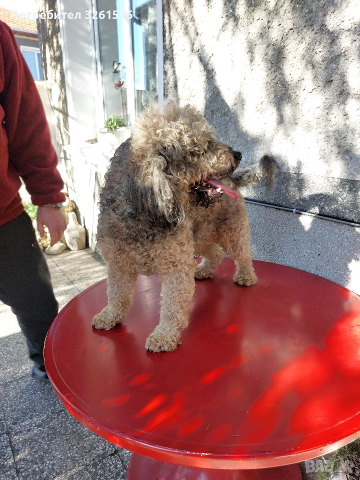 Продавам Мъжки пудел, снимка 1