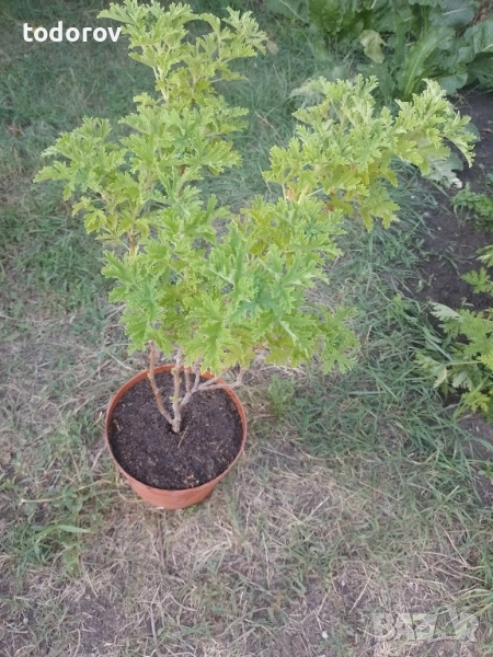 Индрише , снимка 1