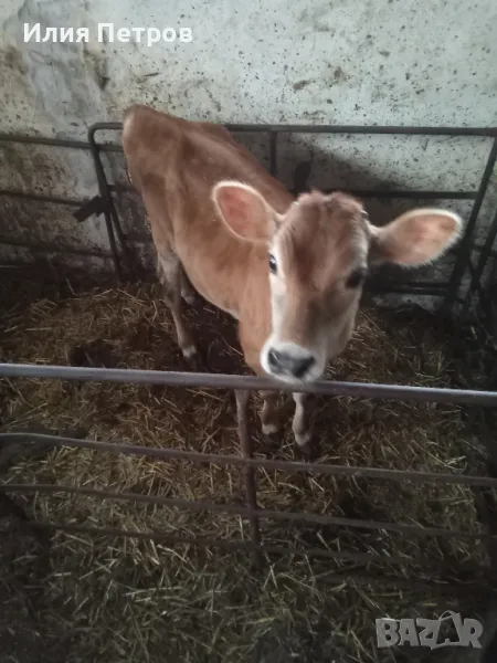 теле отбито, снимка 1