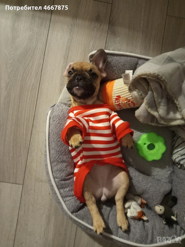 френски булдог , снимка 1