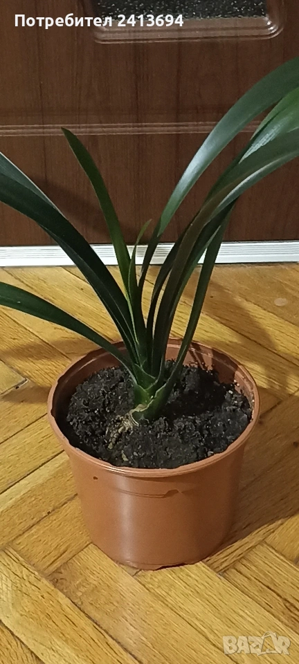 кливия голяма, снимка 1