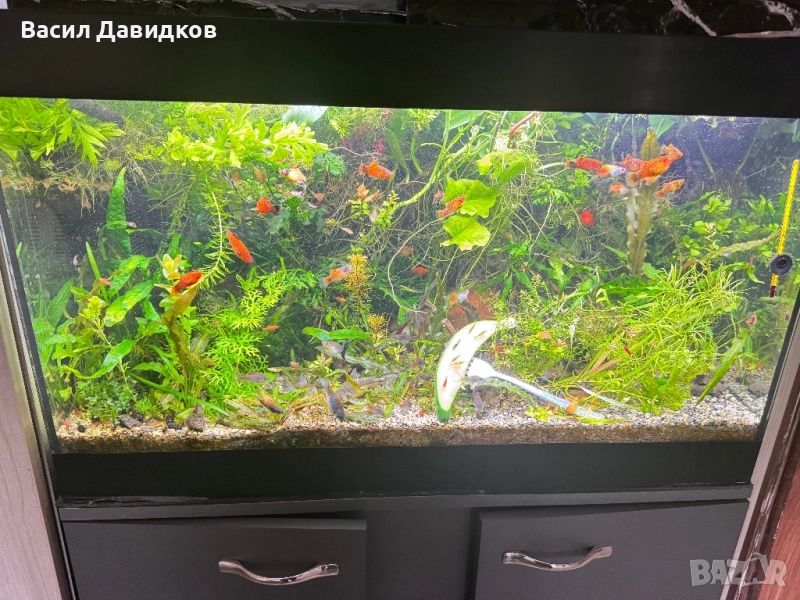 Рибки за аквариум живородни , снимка 1