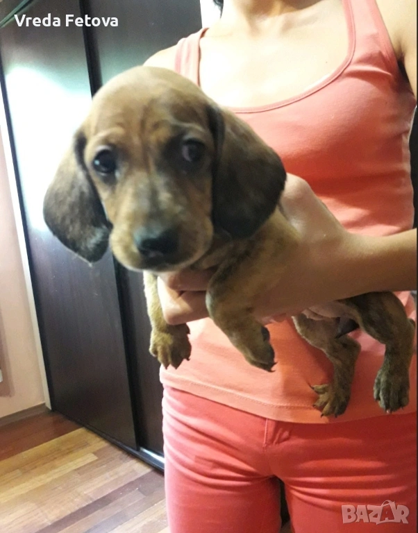 чистокръвни мини дакелчета, снимка 1