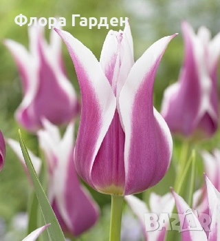 Луковици ЛАЛЕТА И ДРУГИ, снимка 2 - Сортови семена и луковици - 50970511