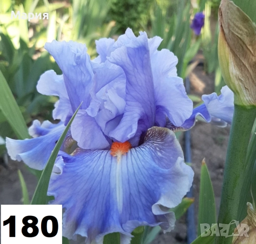 Сортови вискоки ириси /брадати ириси, снимка 5 - Градински цветя и растения - 51459213