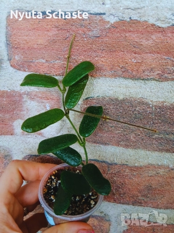 Хоя Hoya rotundiflora, снимка 2 - Стайни растения - 50885030