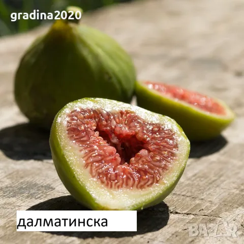 Смокиня  / Разсад Студоустойчиви - Налични 8 сорта, снимка 2 - Градински цветя и растения - 27289924
