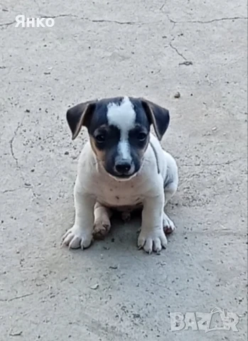 Джак Ръсел териер, снимка 1