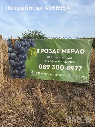 🍇 ПРОДАВАМ ВИНЕНО ГРОЗДЕ МЕРЛО – ДИРЕКТНО ОТ ПРОИЗВОДИТЕЛ, ЛОМ, снимка 2 - Други стоки за дома - 56330997