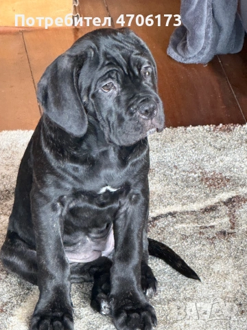 Кане Корсо / Cane Corso, снимка 3 - Кане корсо - 53557797