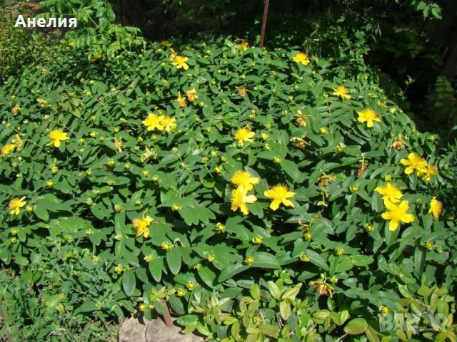 Хиперикум почвопокривен вечнозелен гол корен , снимка 2 - Разсади - 50405460