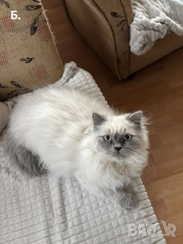 Мъжки котарак за Разплод, снимка 3 - Други - 55964066
