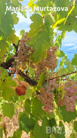 Дългосрочна аренда на лозе мускат ( стар масив) 4.5 дка , снимка 6 - Други оферти за работа - 53139784