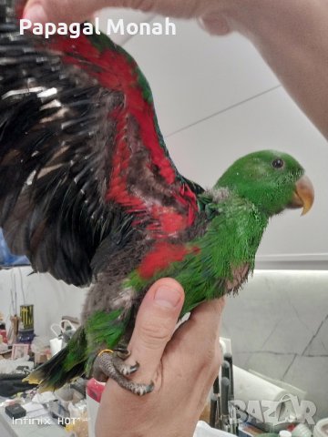 Еклектуси бебета  , снимка 8 - Папагали - 43860662