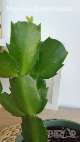 Шлумбергера ( Коледниче) цикламен, снимка 2 - Стайни растения - 52262702